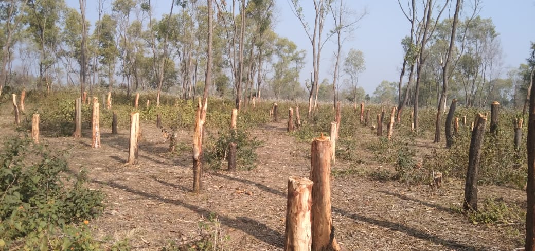 forest department is providing protection for illegal felling of tree