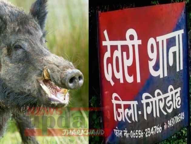 person died during treatment for attack by wild pig