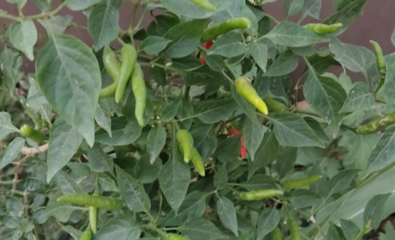 सेहत के लिए सदाबहार है हरी मिर्च