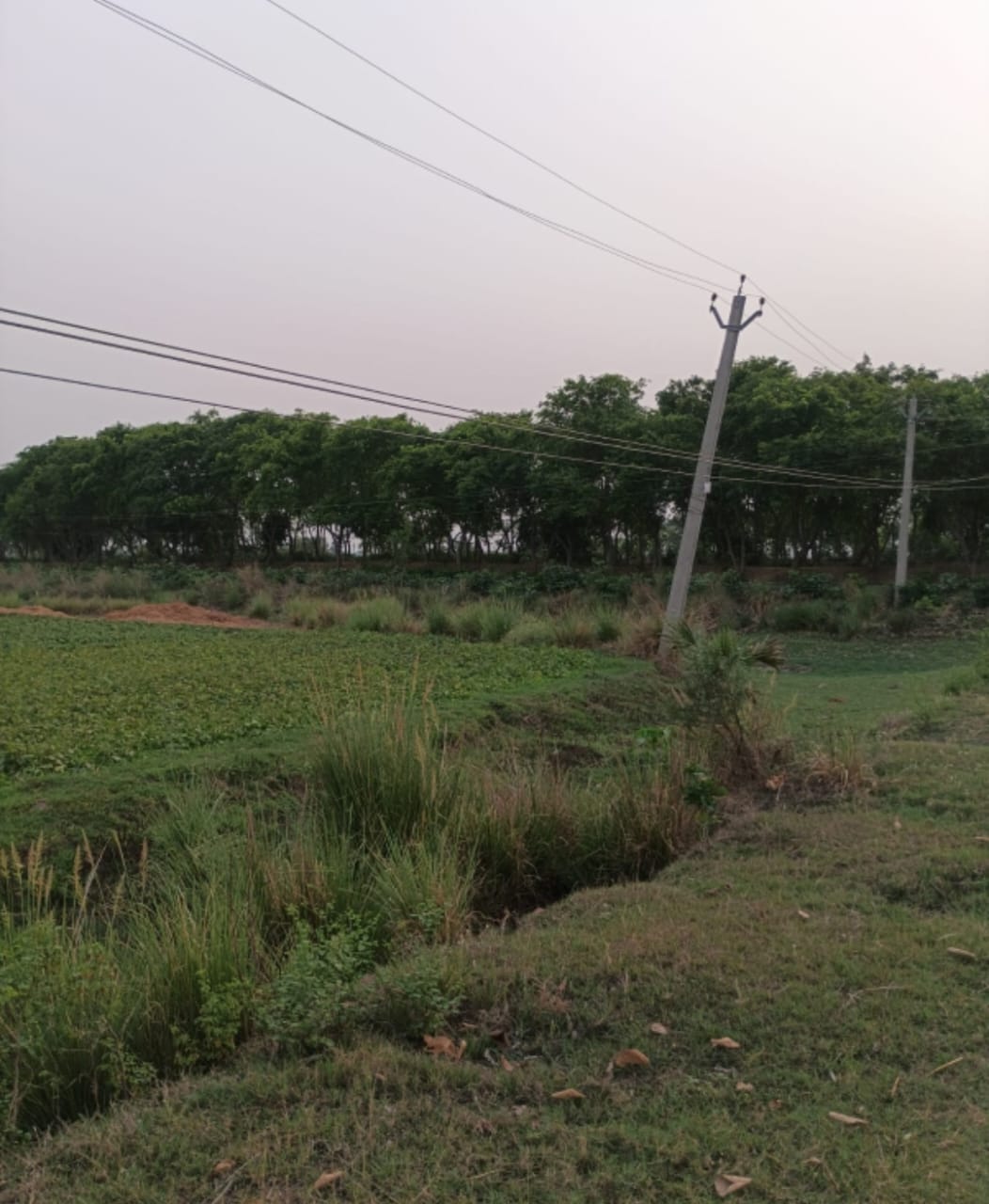 शेरपुर गांव में 11 हजार वोल्ट का तार झूलने से खतरा।