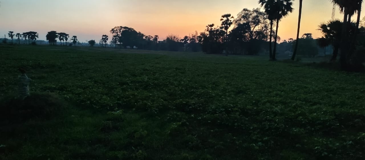 गुरुआ में अचानक आई आंधी-पानी से मूंग की फसल बर्बाद, किसान मायूस।