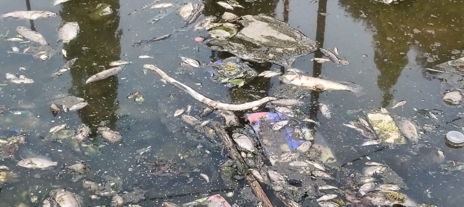 जमुआ: जलीय सूर्य मंदिर तालाब में रहस्यमयी परिस्थिति में सैकड़ों मछलियों और जलीय जीवों की मौत, इलाके में सनसनी