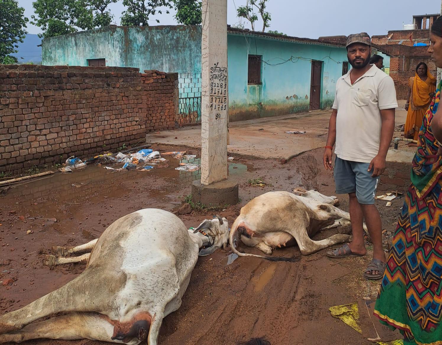 बिजली करंट की चपेट में आने से दो दुधारू गायों की मौत