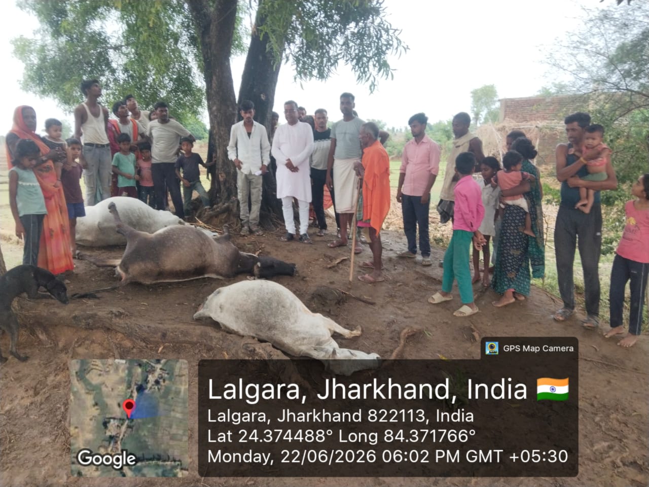 भीतिहरवा पेड़ के नीचे तीन जानवरों पर वज्रपात गिरने से हुई मौत।