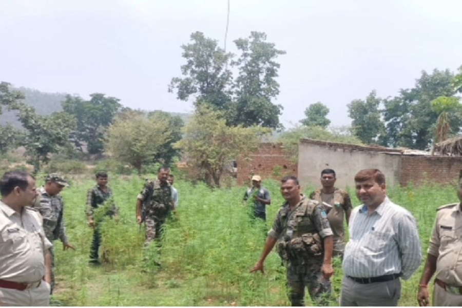 गढ़वा में पुलिस का बड़ा एक्शन, अर्धनिर्मित मकान में हो रही गांजा की खेती का भंडाफोड़