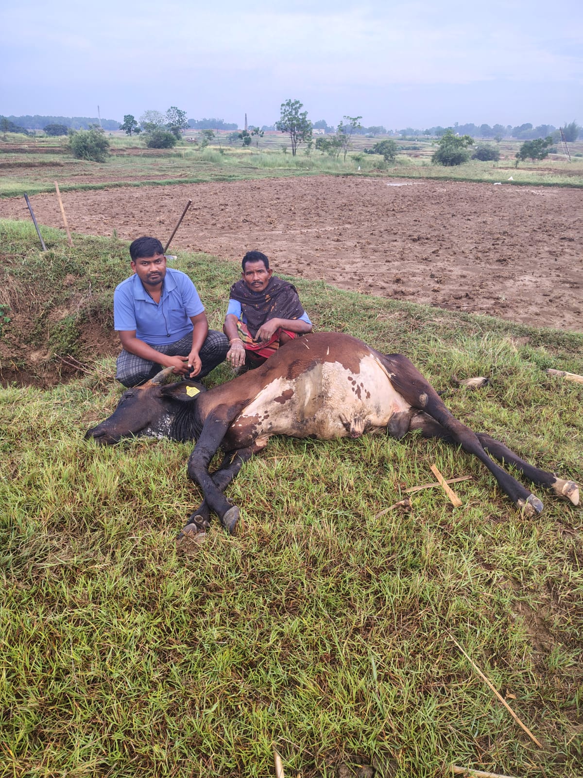 वज्रपात की चपेट में आया किसान का बैल, मौत से खेतों में छाया मातम