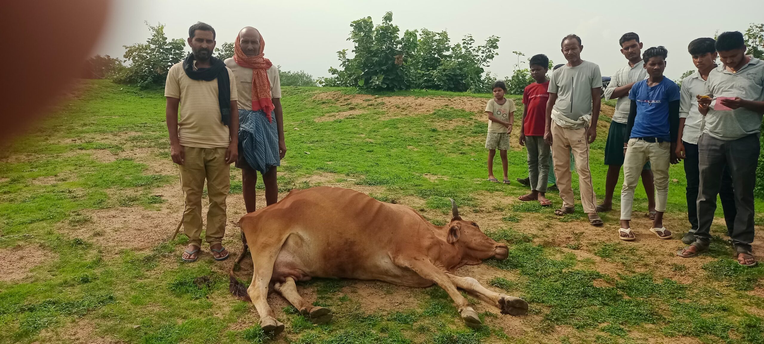 जहरीले जीव के काटने से दुधारू गाय की मौत, पीड़ित परिवार ने सरकार से मांगा मुआवजा