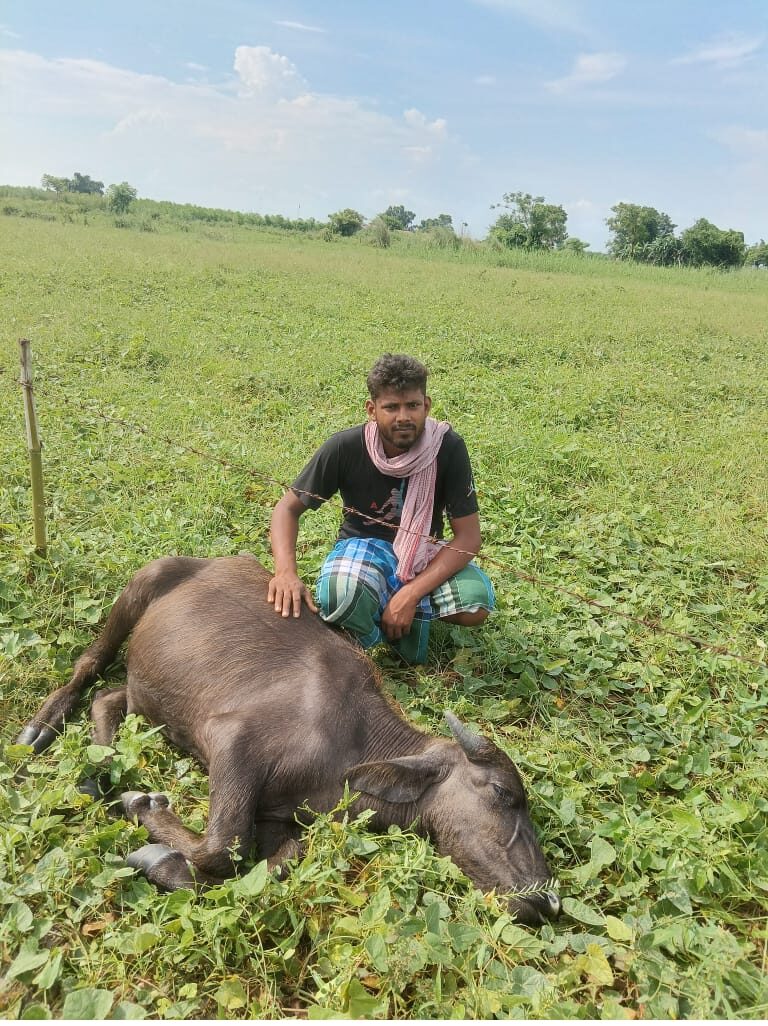 रामपुर टोपरा दियारा में आकाशीय बिजली की चपेट में आने से पशु की हुई मौत, पीड़ित किसान ने लगाई गुहार
