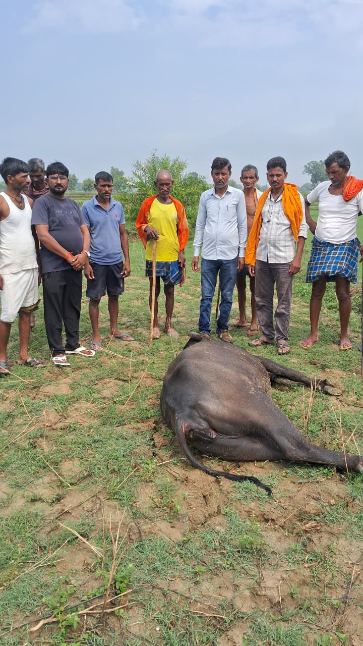 बज्रपात की चपेट में आने से भैंस की मौत, पशुपालक को लगभग एक लाख का नुकसान