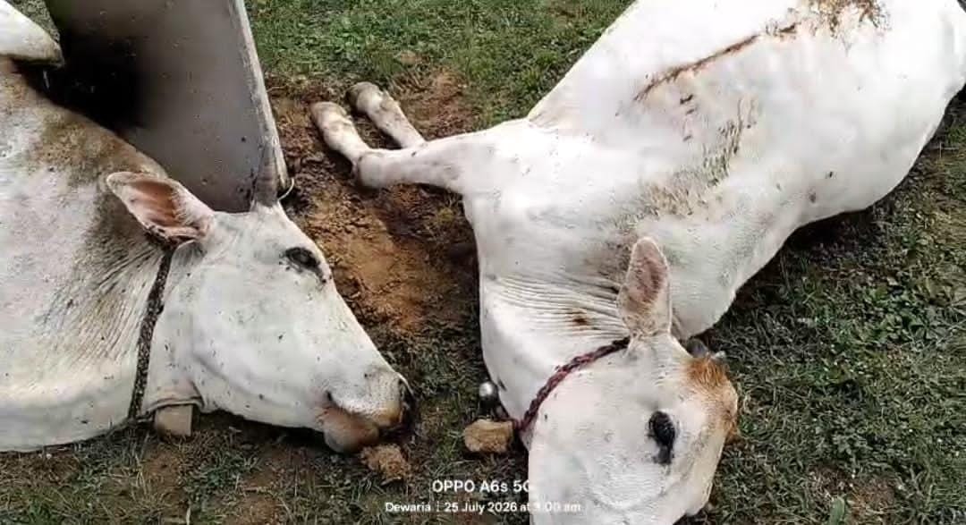 बिजली विभाग की कथित लापरवाही से दो मवेशियों की मौत, ग्रामीणों में आक्रोश