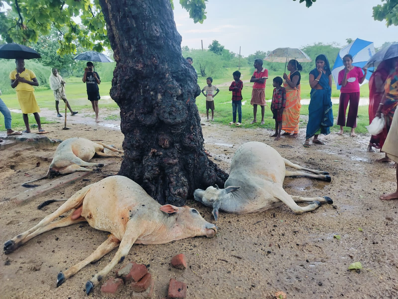हंटरगंज में वज्रपात का कहर, तीन मवेशियों की मौत