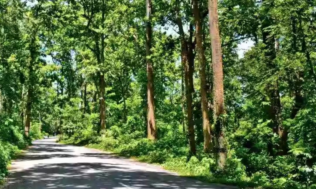धरहरा में वनकर्मियों की नाक के नीचे से दिनदहाड़े लाखों की सिल्ली लदा ट्रैक्टर लेकर भागे वन ‘माफिया’