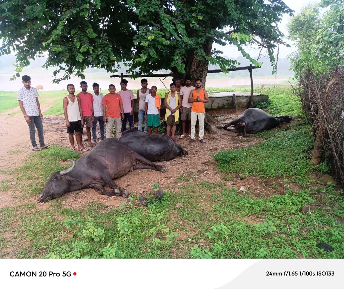 बालूमाथ में वज्रपात से तीन भैसों की मौत, मुआवजे की मांग