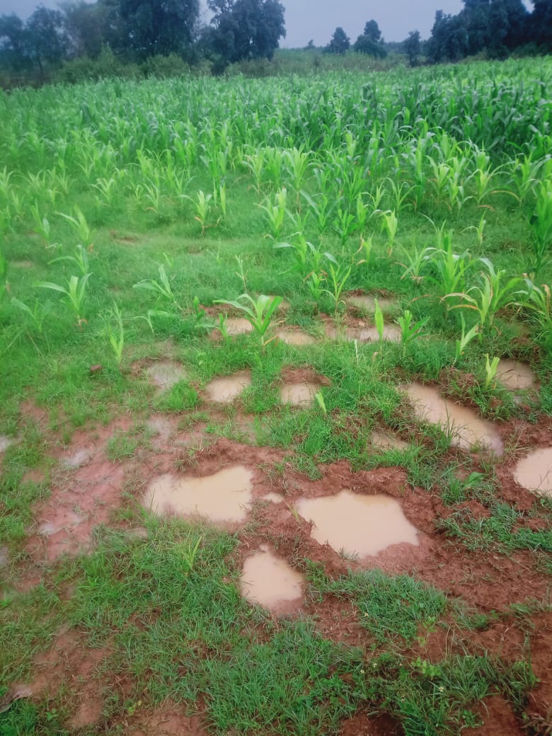 हाथियों के झुंड ने तीन एकड़ से अधिक फसल रौंदा