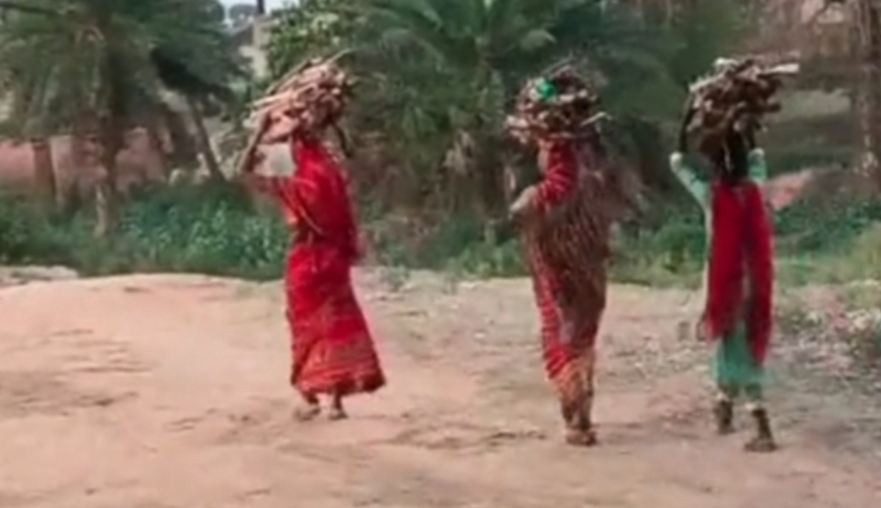 जलावन के नाम पर जंगल से हरे पेड़ पौधे की गाजर मूली की तरह धड़ल्ले से कटाई जारी, वन विभाग उदासीन